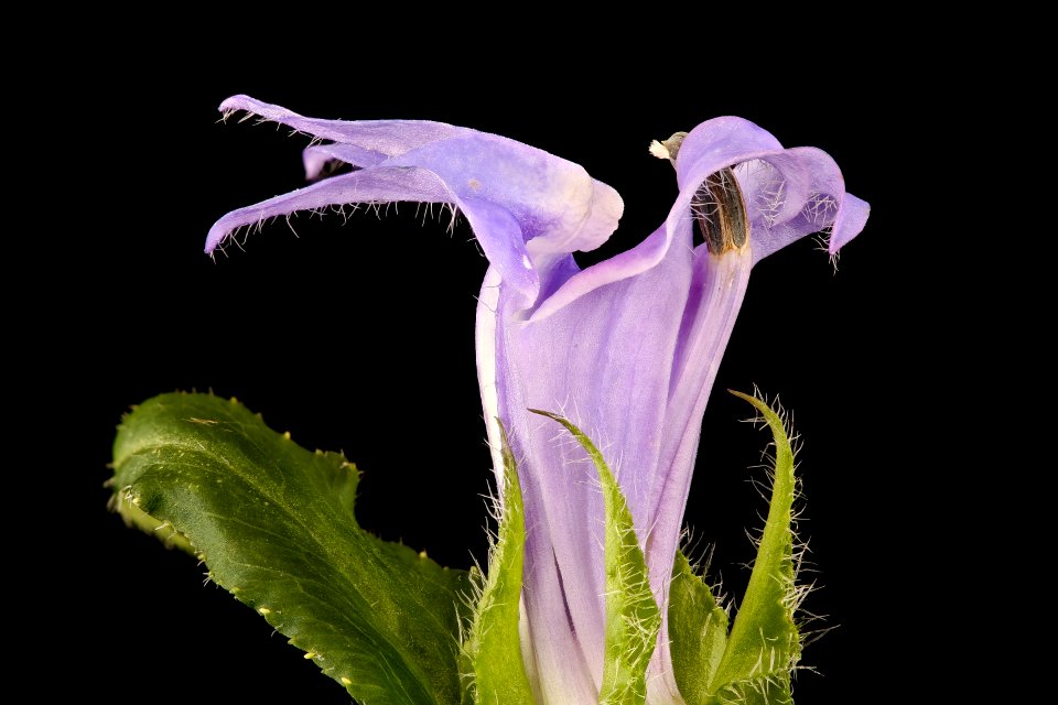 Lobelia siphilitica, Great Blue Lobelia, Howard County, MD 2017-09-13-16.57