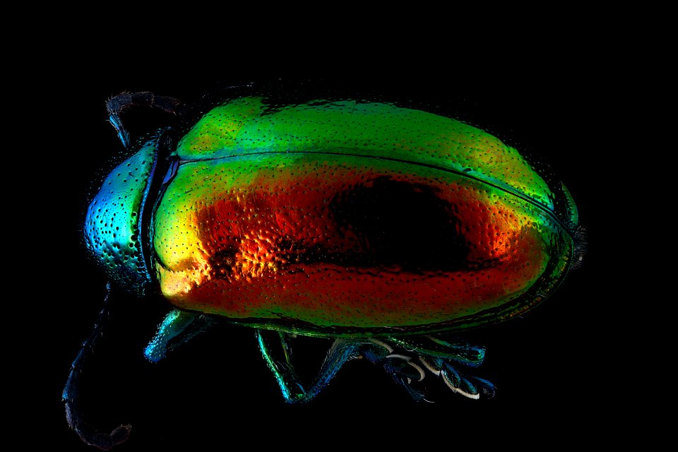 Chrysochus-auratus,-unknown,-back 2012-07-24-14.14.17-ZS-PMax