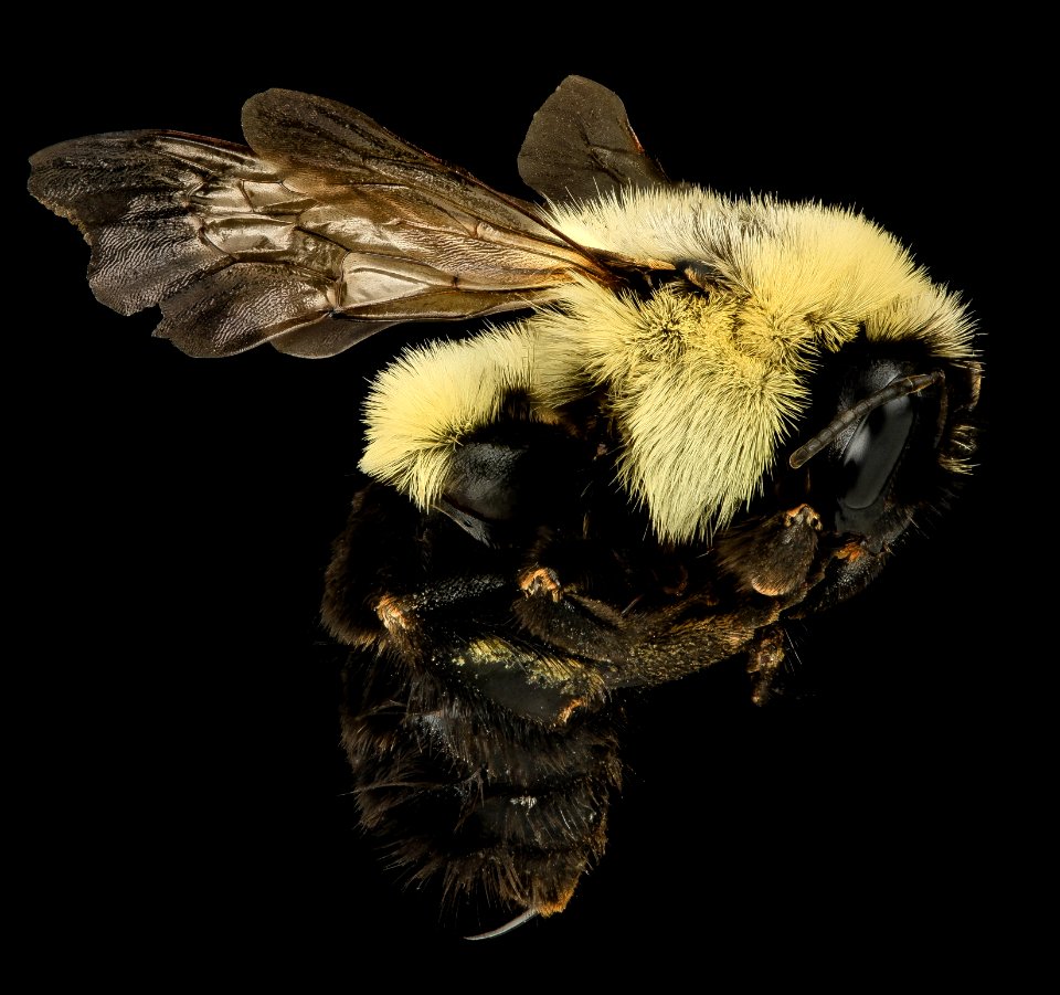 Bombus impatiens, Q, Side, VA, Richmond City 2014-04-13-14.34.05 ZS PMax
