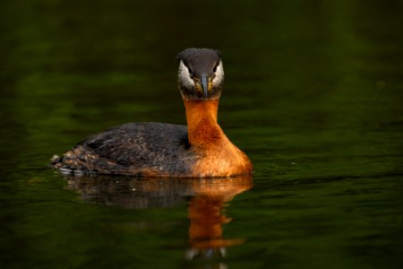 Red-necked grebe photo
