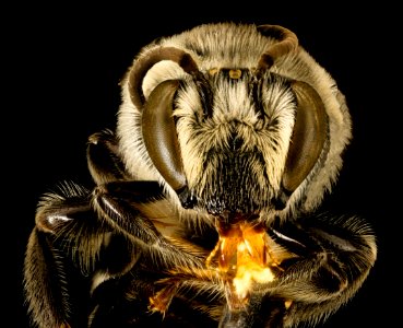 Colletes latitarsis, m, face, Pr. Georges Co, MD 2016-03-22-12.27