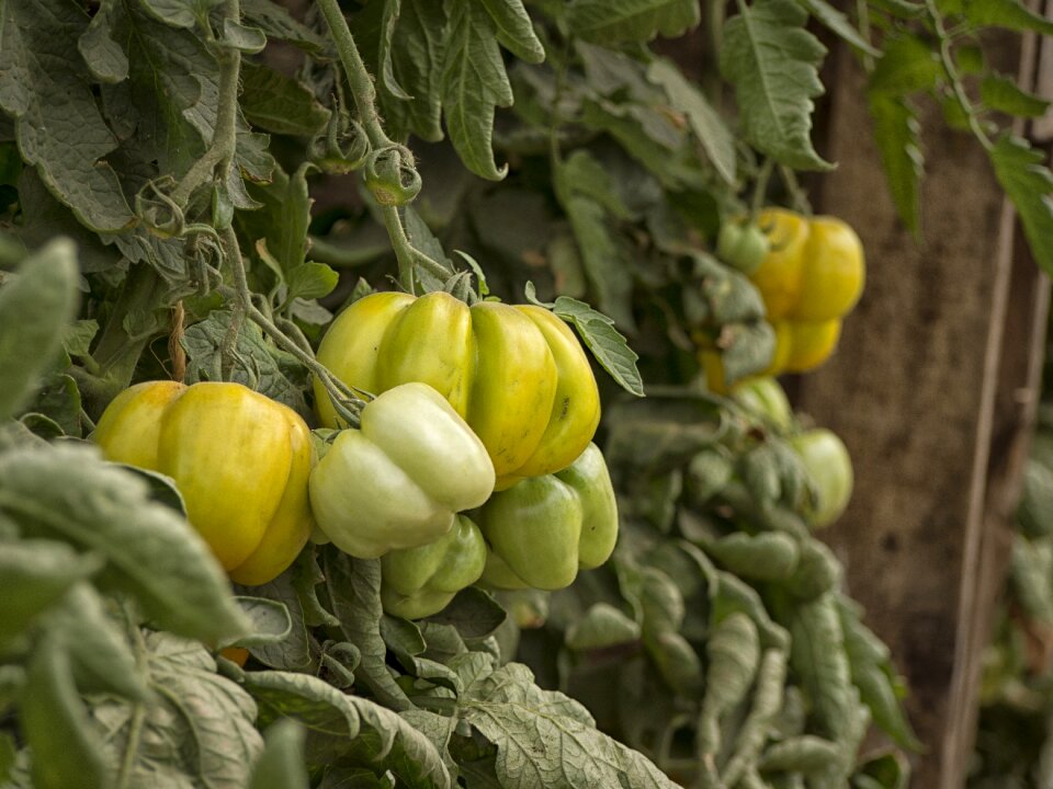Tomato green food