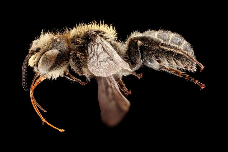 Hoplitis sambuci, m, left, Bray 2, CA 2019-03-22-11.08.24 ZS PMax UDR 1