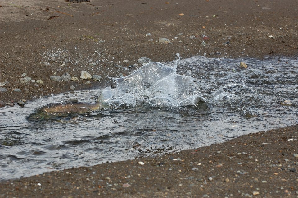 pink salmon moving through shallows 3