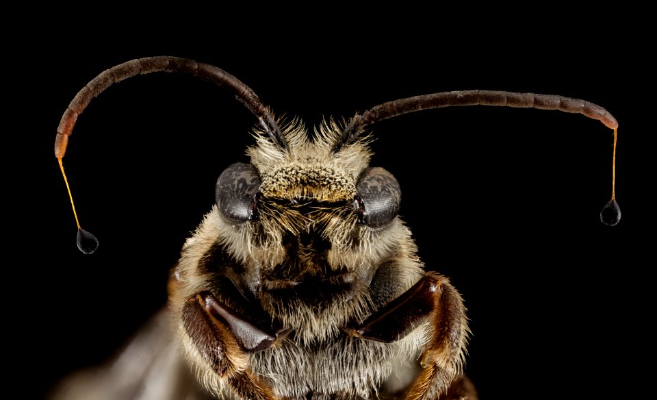 Nomia heart antennae, m, 15266b02, face2, kenya 2014-08-05-07.02.35 ZS PMax