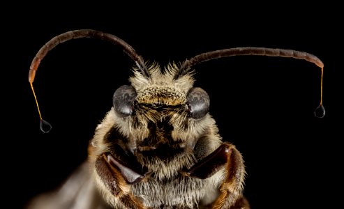 Nomia heart antennae, m, 15266b02, face2, kenya 2014-08-05-07.02.35 ZS PMax