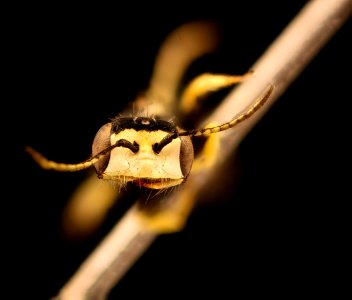 Liphanthus species, m, face, Site 20, Chile 2018-07-13-21.28