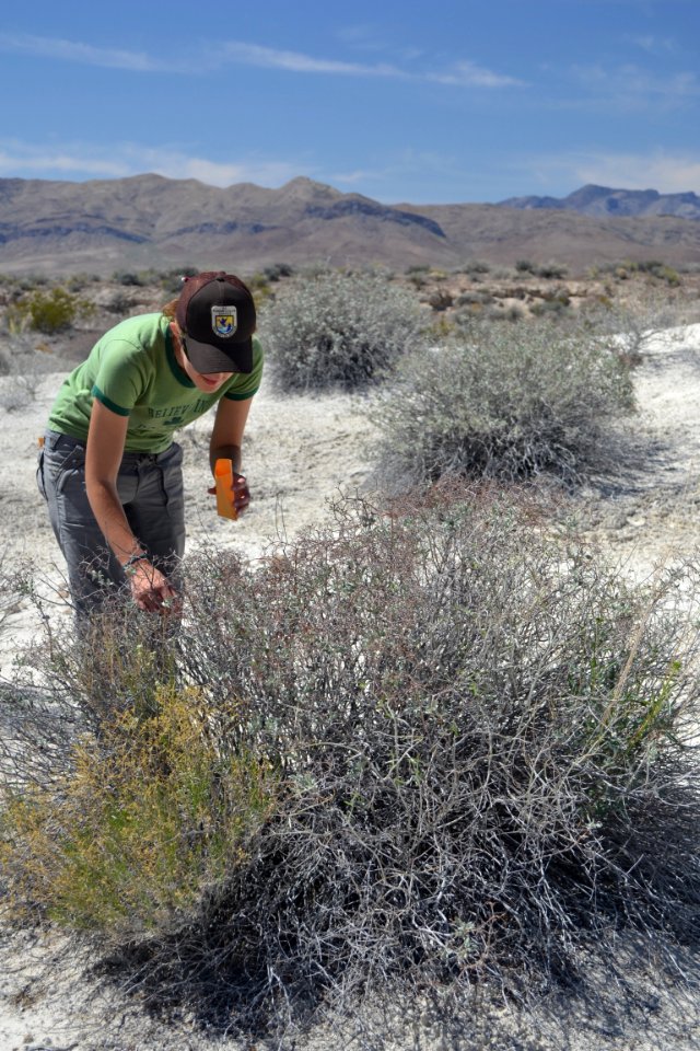 Collecting leaf tissue from Las Vegas buckwheat