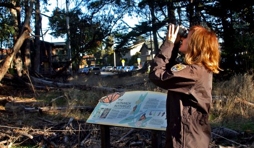 Samantha Marcum, monarch butterfly conservation coordinator for the U.S. Fish and Wildlife Service's Pacific Southwest Region, looks through binoculars for monarch butterflies.