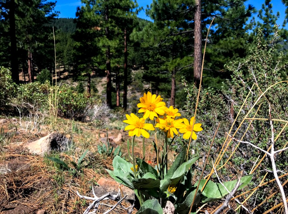 Arrowleaf balsamroot along Nevada hiking trail