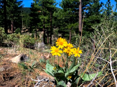 Arrowleaf balsamroot along Nevada hiking trail
