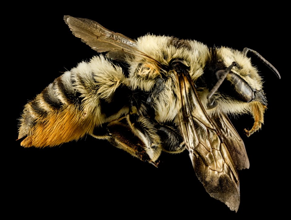 Megachile latimanus, F, Side, MI, Alger county 2014-03-26-11.20.22 ZS PMax