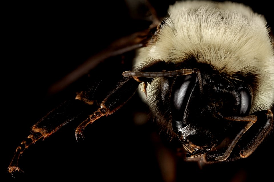 Bombus impatiens, f, queen, charles, md 2015-05-24-18.45.08 ZS PMax