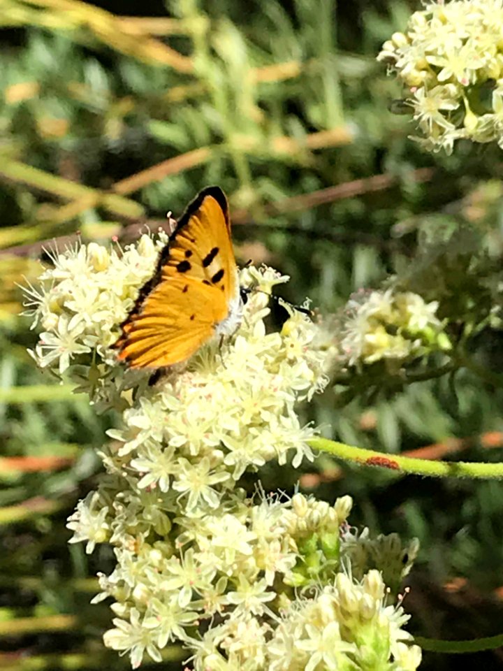 Hermes copper butterfly adult