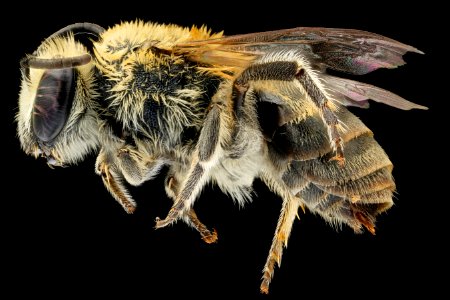 Colletes solidaginis, f, left, Suffolk, VA 2018-06-19-18.37.36 ZS PMax UDR