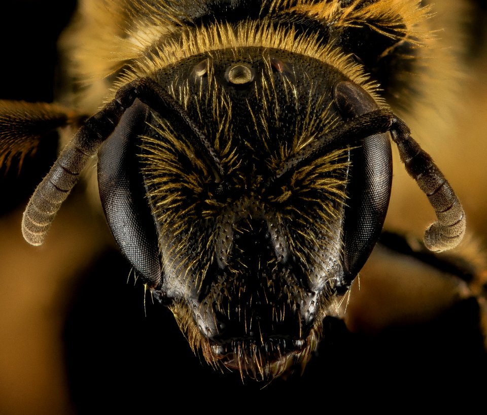 Lasioglossum trizonatum, F, Face, Ut, Garfield County 2014-04-25-15.59.01 ZS PMax