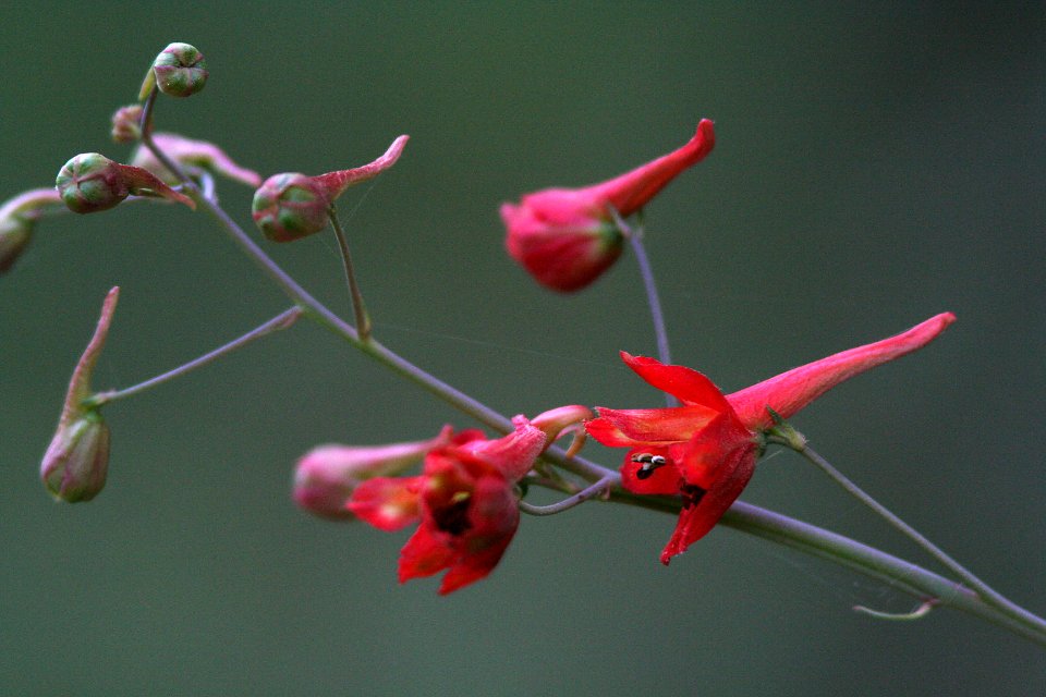 LARKSPUR, RED (delphinium nudicaule) (4-14-08) santa rita road -01