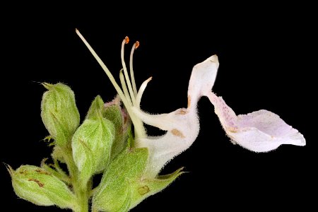 Teucrium canadense 3, American Germander, Howard County, Md, Helen Lowe Metzman 2019-10-23-10.25.04 ZS PMax UDR