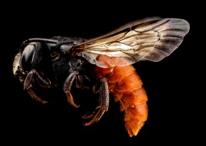 bee 19992, f, side, kenya 2014-08-07-15.08.58 ZS PMax