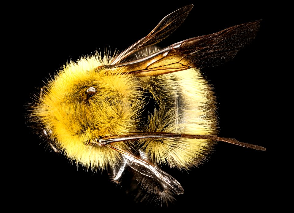 Bombus perplexus, f, back, Centre Co., PA 2016-10-20-10.13