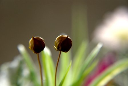 echt oder fläschung? photo