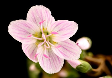 Claytonia virginica, 2, Spring Beauty, Howard County, Md,  2018-05-17-15.17