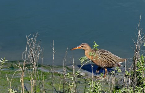 Federally endangered Ridgway's clapper rail at San Diego National Wildlife Refuge