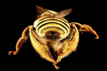 Diadasia rinconis, rear, Pima Co., AZ 2016-09-30-17.39