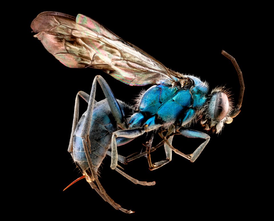 Spider Wasp 2012-06-04-10.42