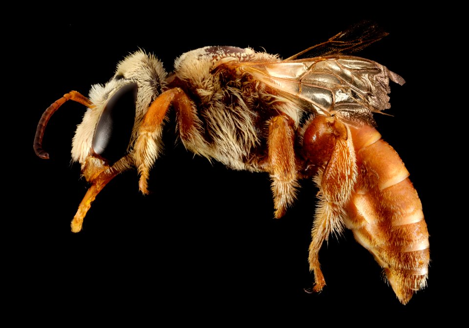 Chrysocolletes, m, australia, side 2014-10-11-16.53.30 ZS PMax