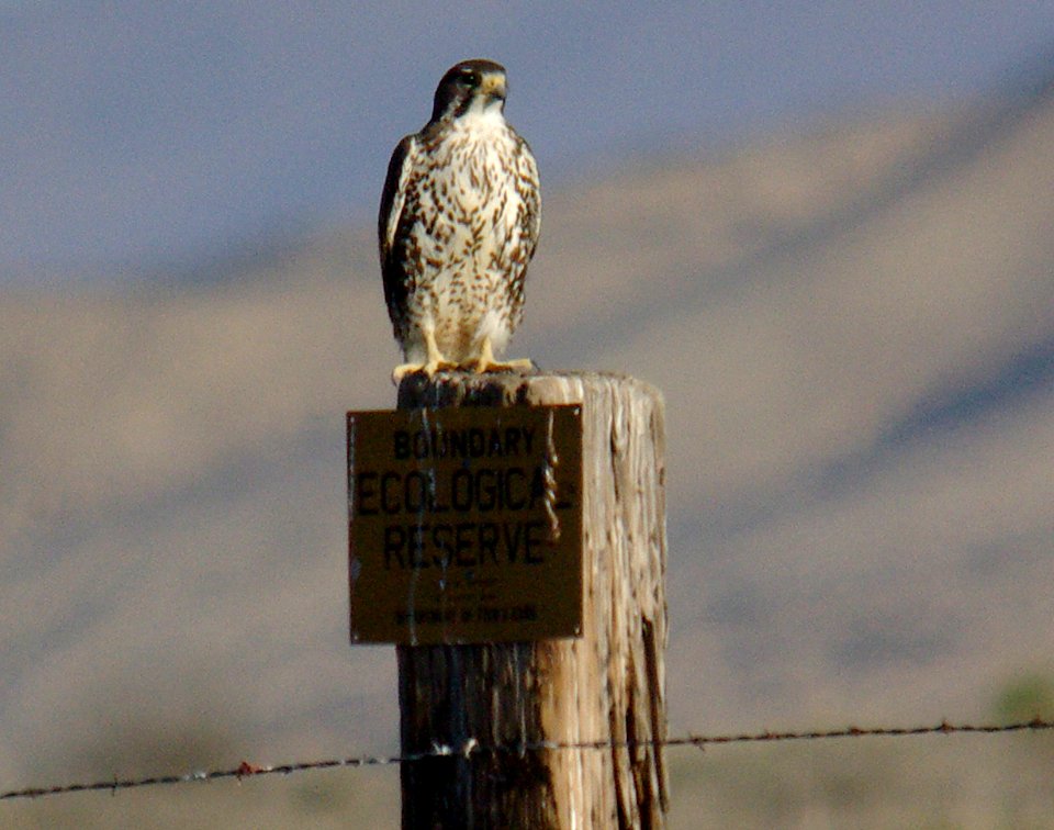 FALCON, PRAIRIE (3-30-07) -03