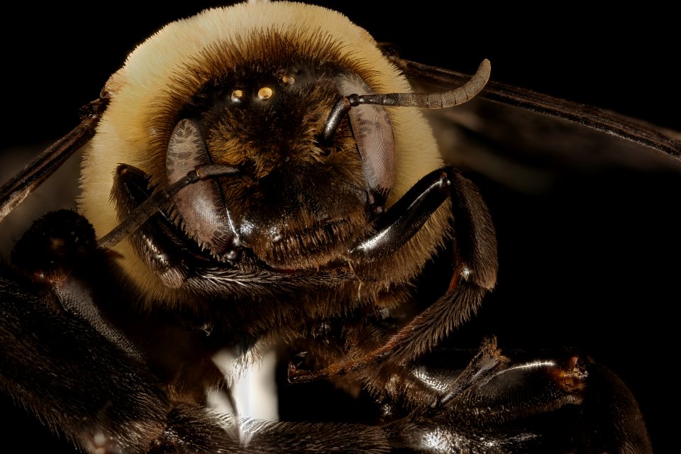 Ptilothrix bombiformis, m, face, Pr. George's Co. Maryland 2016-06-16-19.08