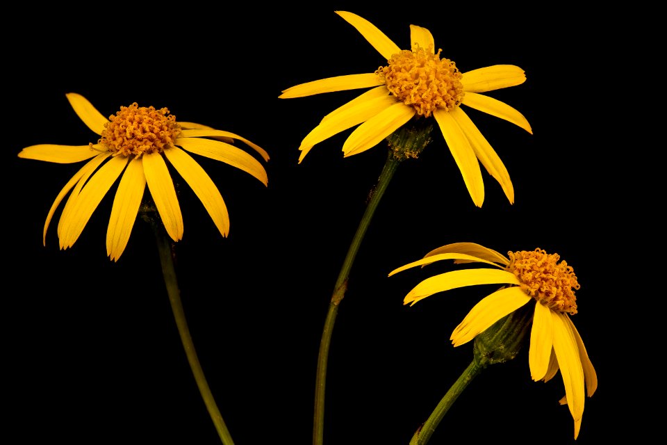 Packera aurea, Golden ragwort 2, Howard County, Md,  2018-05-17-20.11.41 ZS