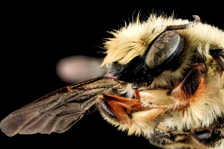 Megachile mucida, M, Face, NC, Moore Co 2013-09-25-19.04.43 ZS PMax photo