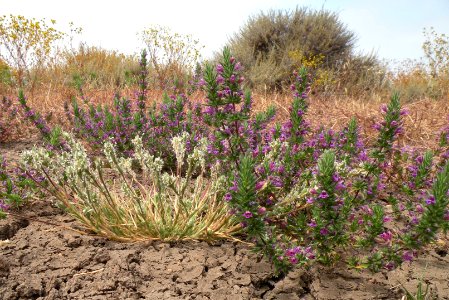Califronia Orcutt grass and Otay mesa mint photo