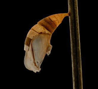 Neonympha mitchelli francisci, empty chrysalis, reared 2019-08-07-17.55.50 ZS PMax UDR photo