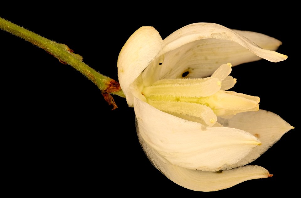 Yucca filamentosa, Adam's Needle, GFG, Howard County, Md, Helen Lowe Metzman 2018-07-17-23.22.38 ZS PMax UDR