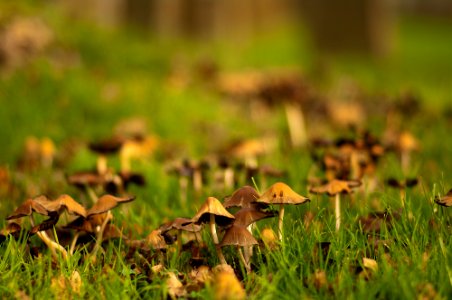 Mushroom photo