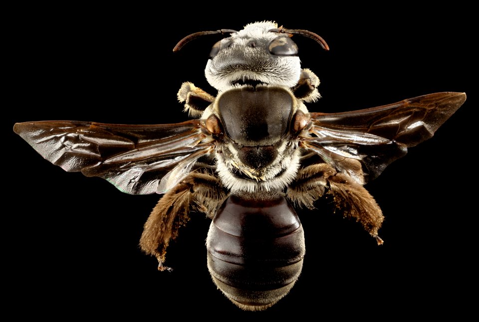 Phenocolletes , f, australia, back 2014-10-11-19.55.14 ZS PMax
