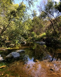 Riparian habitat along Santa Paula Creek. photo