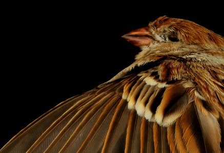 field sparrow, back, dc 2014-05-05-15.52.32 ZS PMax photo