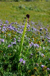DESERT CANDLE (caulanthus inflatus)