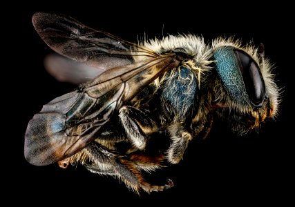 Osmia sandersoneae, F, side, Tennessee, Blount County 2013-02-01-15.46.51 ZS PMax