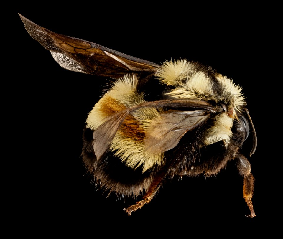 Bombus affinis, F, Sky meadows sp, virginia, back 2014-09-22-17.48.35 ZS PMax