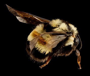 Bombus affinis, F, Sky meadows sp, virginia, back 2014-09-22-17.48.35 ZS PMax photo