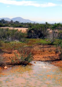 Restored vernal pools at Montgomery Field photo