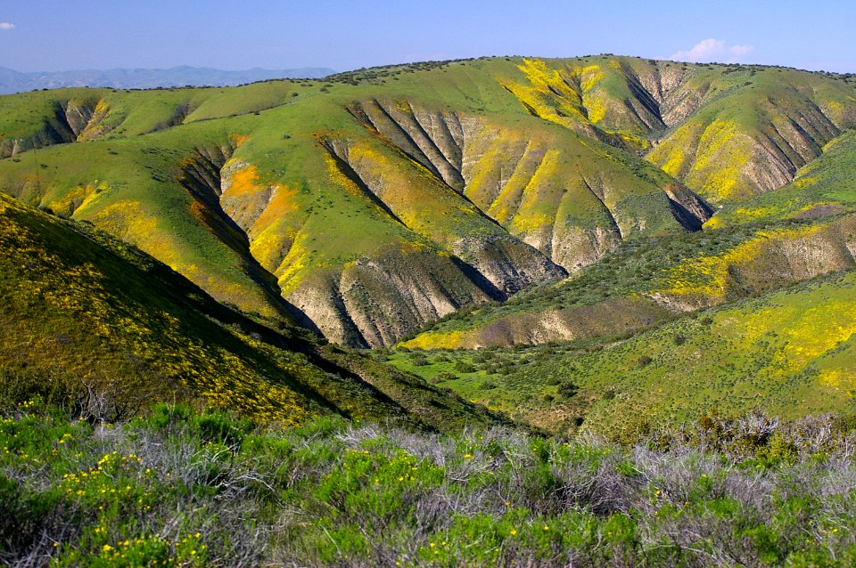 CALIENTE PEAK WILDFLOWERS-3