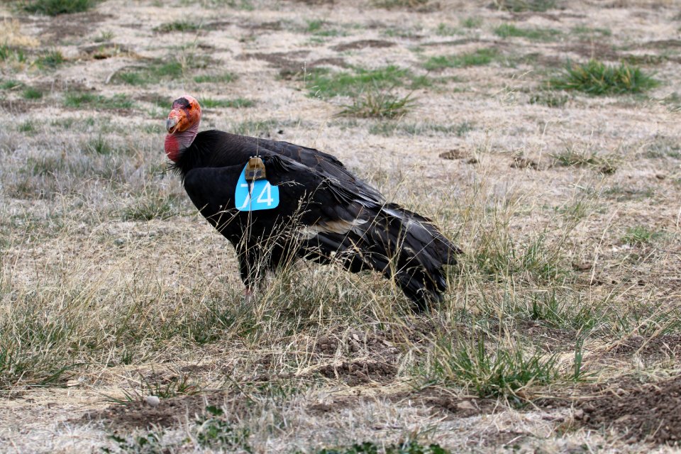 California condor #374