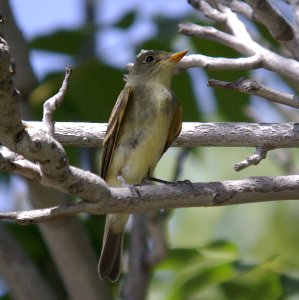 FLYCATCHER, WILLOW (8-29-07) mu ranch -01