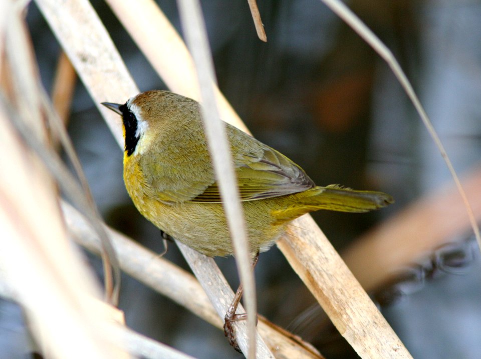 YELLOWTHROAT, COMMON (1-3-08) -1
